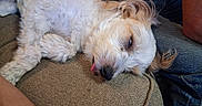 Hammy joined the competition — help win amazing prizes! dog, sleeping, couch, tongue_out, fluffy, white_dog, pet, relaxed, indoor, cozy, fur, paw, resting, canine, home, comfort, animal, cute, napping, closeup