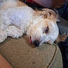 dog, sleeping, couch, tongue_out, fluffy, white_dog, pet, relaxed, indoor, cozy, fur, paw, resting, canine, home, comfort, animal, cute, napping, closeup
