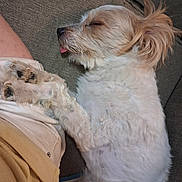 Hammy is registered to the contest to win money with this photo: dog, sleeping, paw, couch, fur, pet, rest, indoor, person, leg, shorts, beige, white, brown, cute, calm, relax, companion, animal, cozy