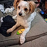 Hammy is registered to the contest to win money with this photo: dog, toy, carrot, couch, pet, indoor, furniture, clutter, monitor, cable, white_fur, brown_ears, animal, cute, plush_toy, relaxed, paw, face, home, lying_down