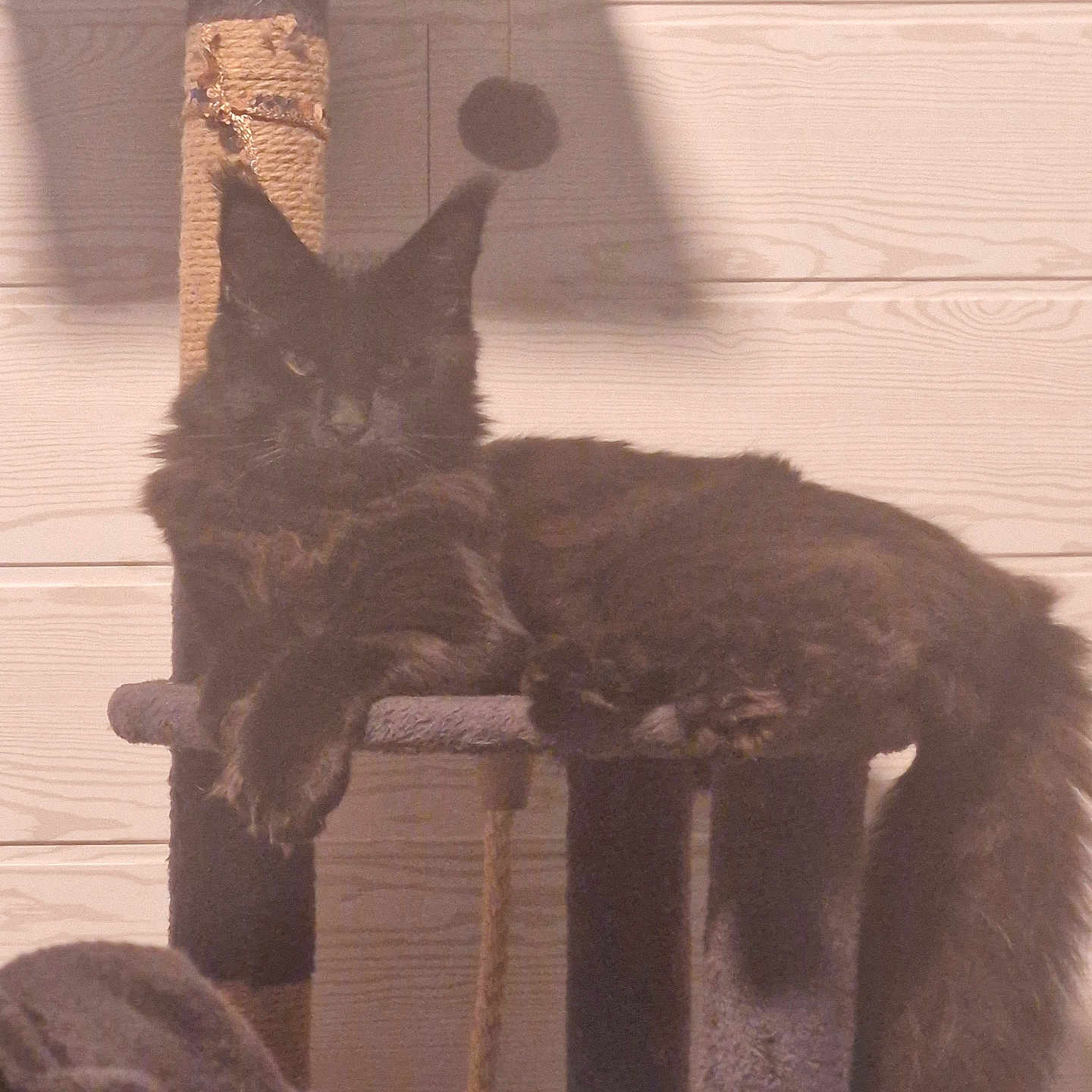 Archibald