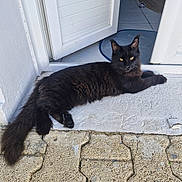 Archibald a rejoint le concours — aidez-le/la à gagner de superbes lots ! animal, black_cat, cat, curtain, door, floor, fur, home, house, indoor, lying_down, mat, outdoor, pet, relaxing, resting, stone_floor, tile_floor, window, yellow_eyes