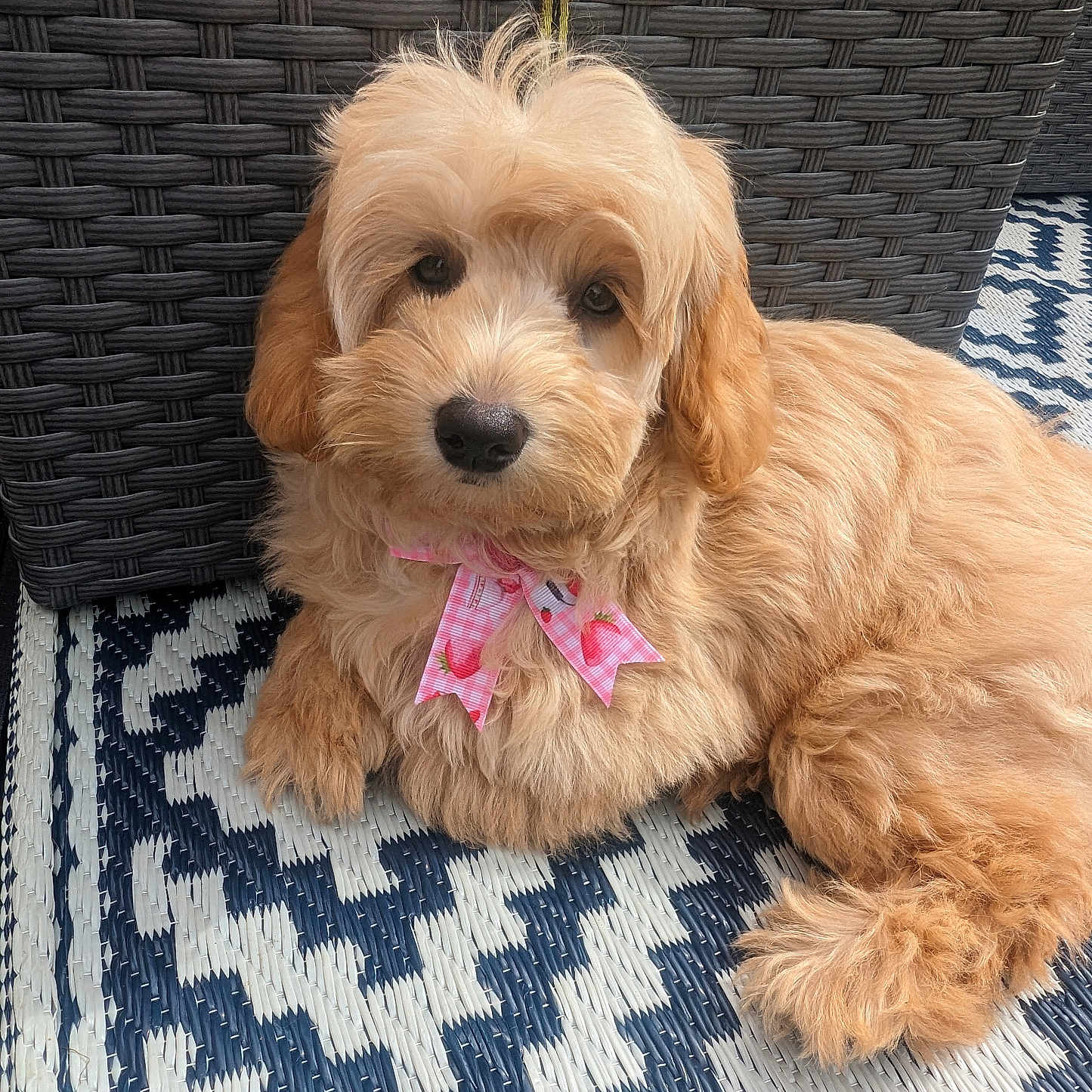 Lily joined the competition — help win amazing prizes! accessories, animal, basket, canine, cockerspaniel, collar, couch, dog, furniture, goldenretriever, homedecor, hound, leash, papillon, pet, poodle, puppy, strap, terrier, whitedog