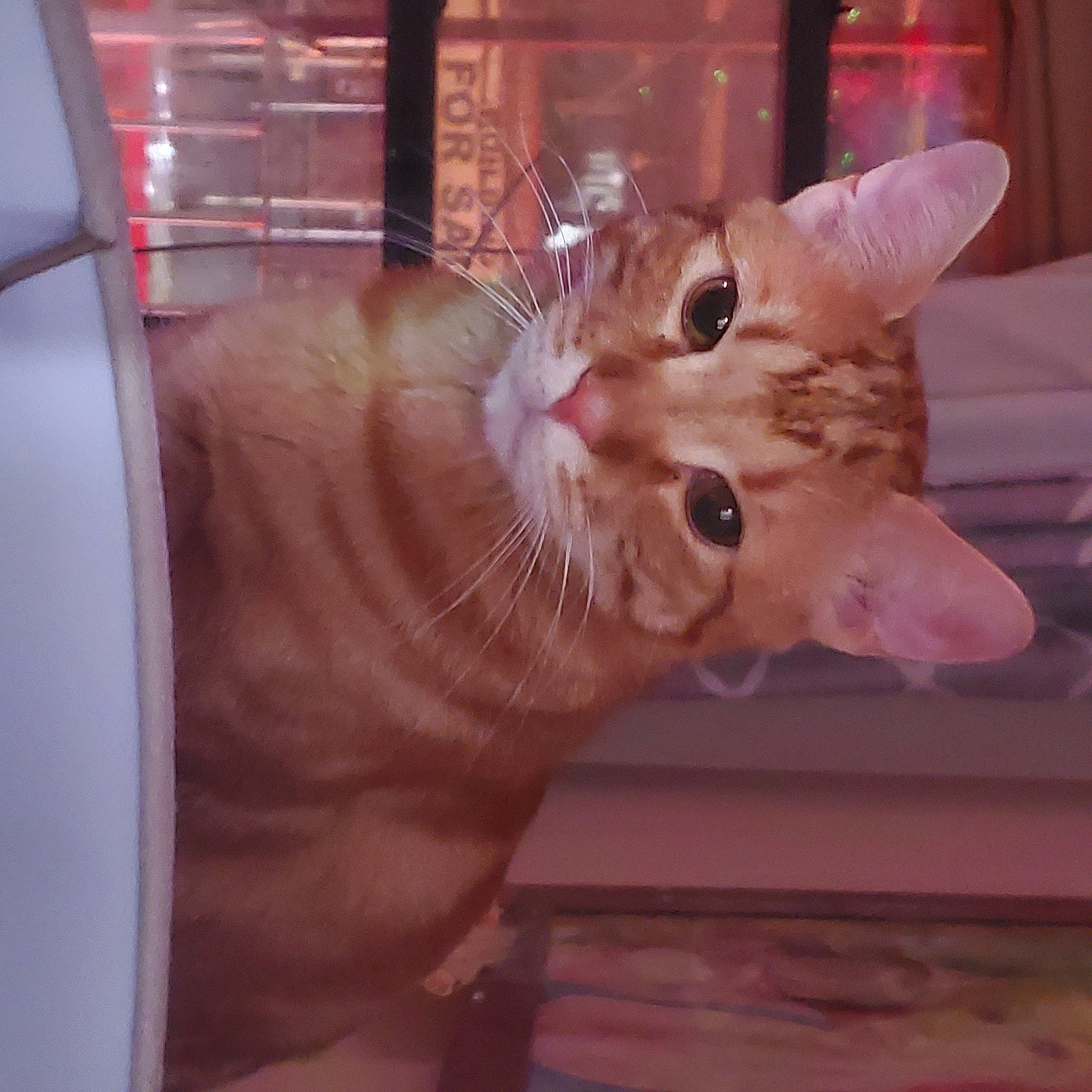 Playboy is registered to the contest to win money with this photo: animal_shelter, carnivore, cat, claw, domestic_short_haired_cat, ear, fawn, felidae, fur, paw, peach, room, small_to_medium_sized_cats, snout, tail, whiskers, window, wood