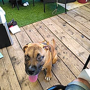 Jack a rejoint le concours — aidez-le/la à gagner de superbes lots ! puppy, dog, brown_dog, wooden_deck, outdoor, patio, table, chair, potted_plant, greenery, tongue_out, pet, animal, happy, looking_up, leash, summer, casual, daytime, floor