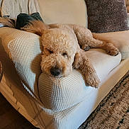 Max is registered to the contest to win money with this photo: dog, couch, indoor, relaxing, sleeping, pet, fur, curly_hair, pillow, carpet, home, cozy, resting, animal, living_room, furniture, canine, comfort, blanket, domestic