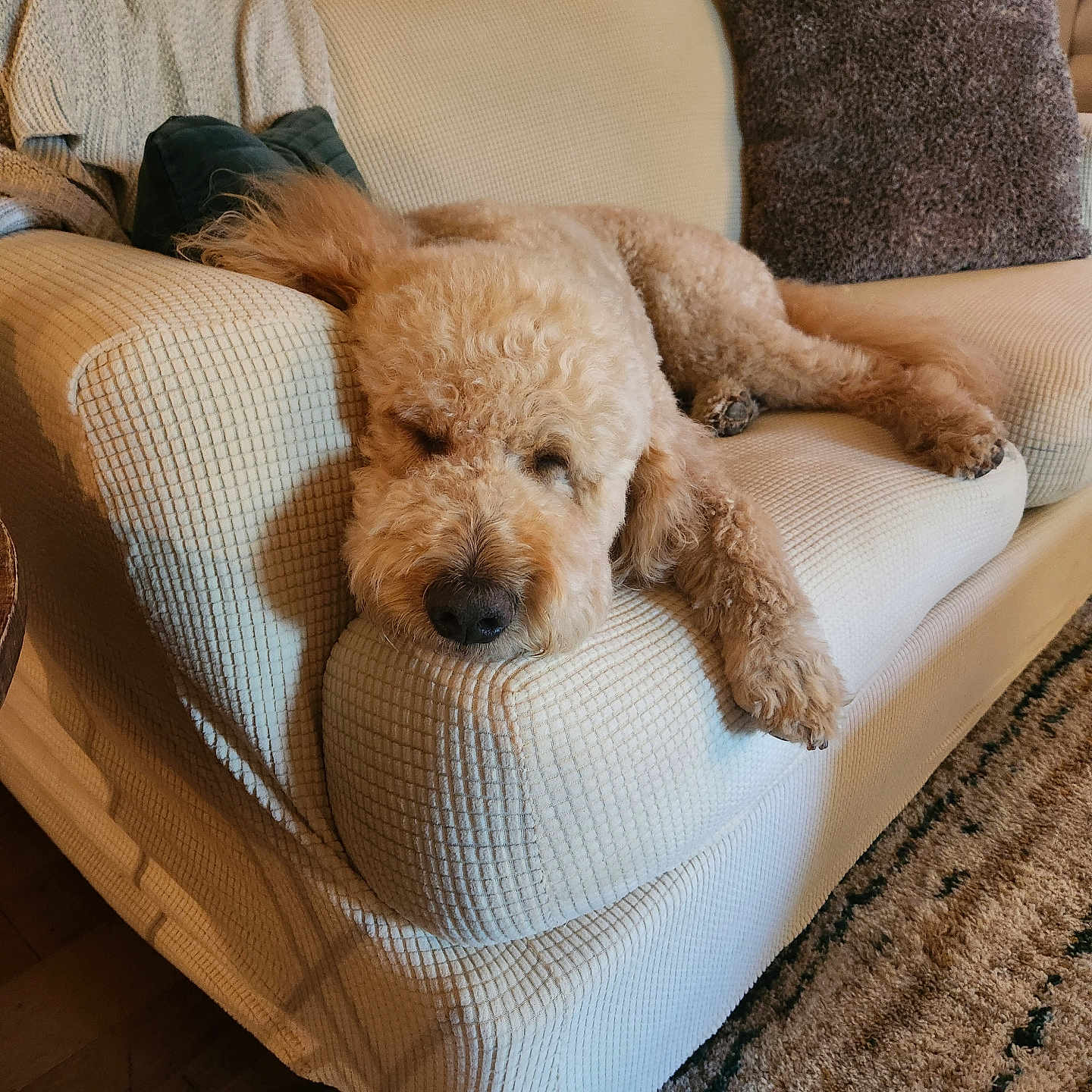 Max is registered to the contest to win money with this photo: animal, blanket, canine, carpet, comfort, couch, cozy, curly_hair, dog, domestic, fur, furniture, home, indoor, living_room, pet, pillow, relaxing, resting, sleeping