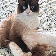 Léo a rejoint le concours — aidez-le/la à gagner de superbes lots ! cat, fluffy, blue_eyes, lying_down, bedspread, patterned, indoor, pet, feline, relaxed, cute, whiskers, ears, tail, fur, domestic_animal, animal, mammal, resting, closeup