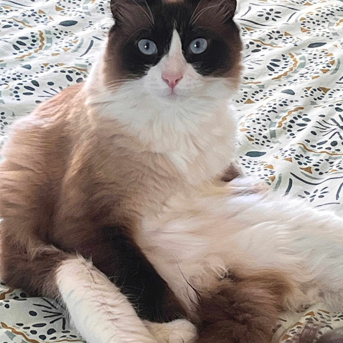 Léo a rejoint le concours — aidez-le/la à gagner de superbes lots ! animal, bedspread, blue_eyes, cat, closeup, cute, domestic_animal, ears, feline, fluffy, fur, indoor, lying_down, mammal, patterned, pet, relaxed, resting, tail, whiskers