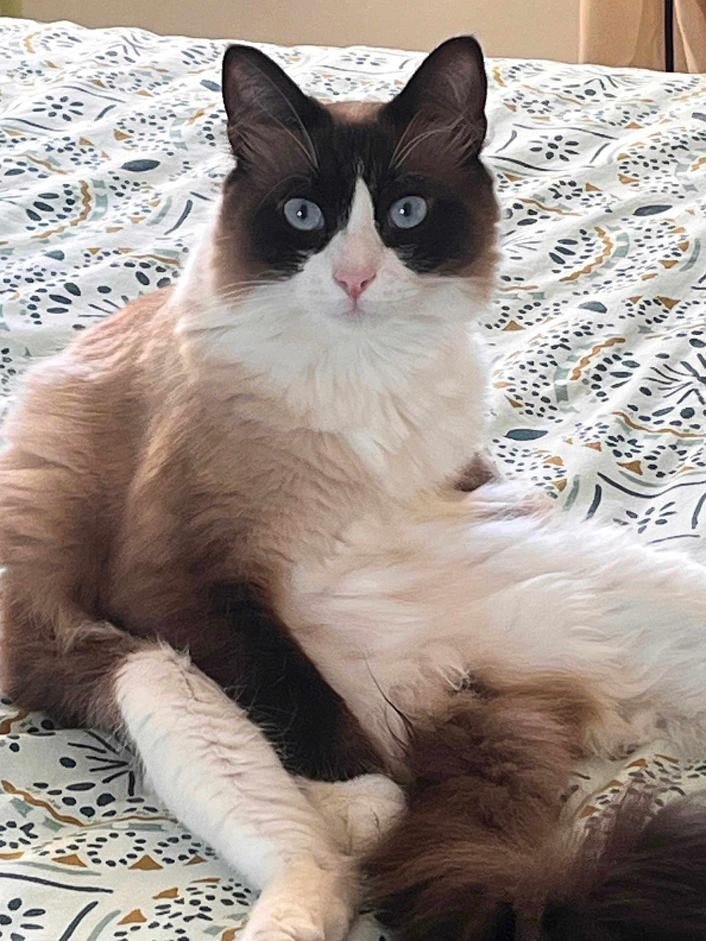Léo a rejoint le concours — aidez-le/la à gagner de superbes lots ! cat, fluffy, blue_eyes, lying_down, bedspread, patterned, indoor, pet, feline, relaxed, cute, whiskers, ears, tail, fur, domestic_animal, animal, mammal, resting, closeup
