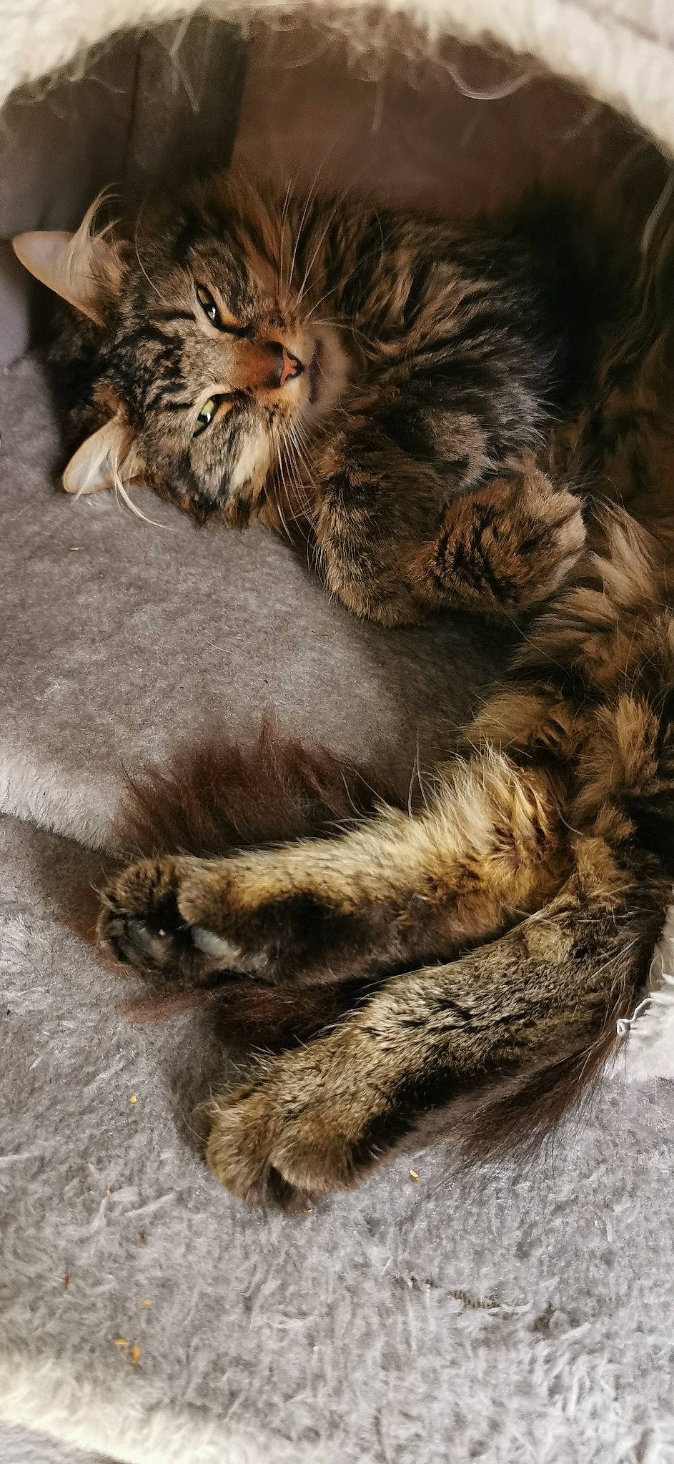 Ramses participe au concours pour gagner de l'argent avec cette photo : carnivore, cat, claw, close_up, comfort, domestic_short_haired_cat, fawn, felidae, fur, paw, sleep, small_to_medium_sized_cats, snout, tail, terrestrial_animal, whiskers