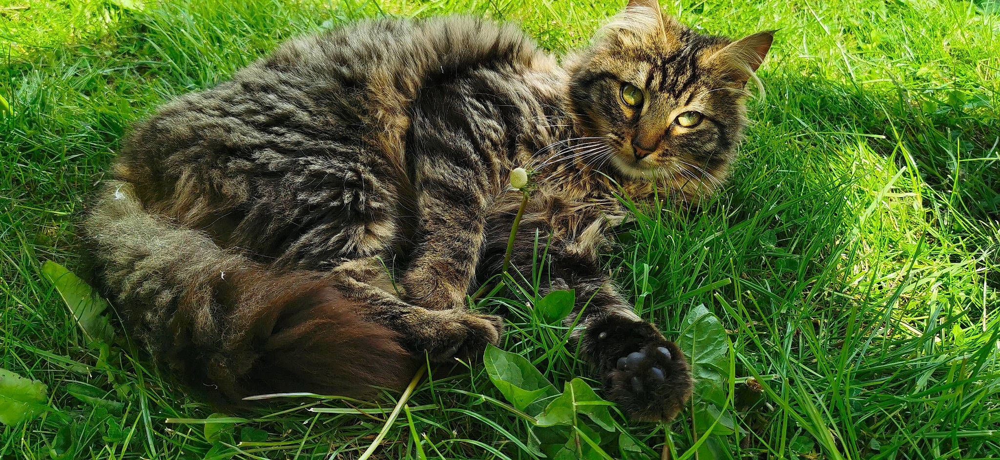 Ramses participe au concours pour gagner de l'argent avec cette photo : carnivore, cat, domestic_short_haired_cat, felidae, fur, grass, grassland, groundcover, jungle, organism, paw, plant, small_to_medium_sized_cats, snout, tail, terrestrial_animal, tree, vegetation, whiskers, wildlife