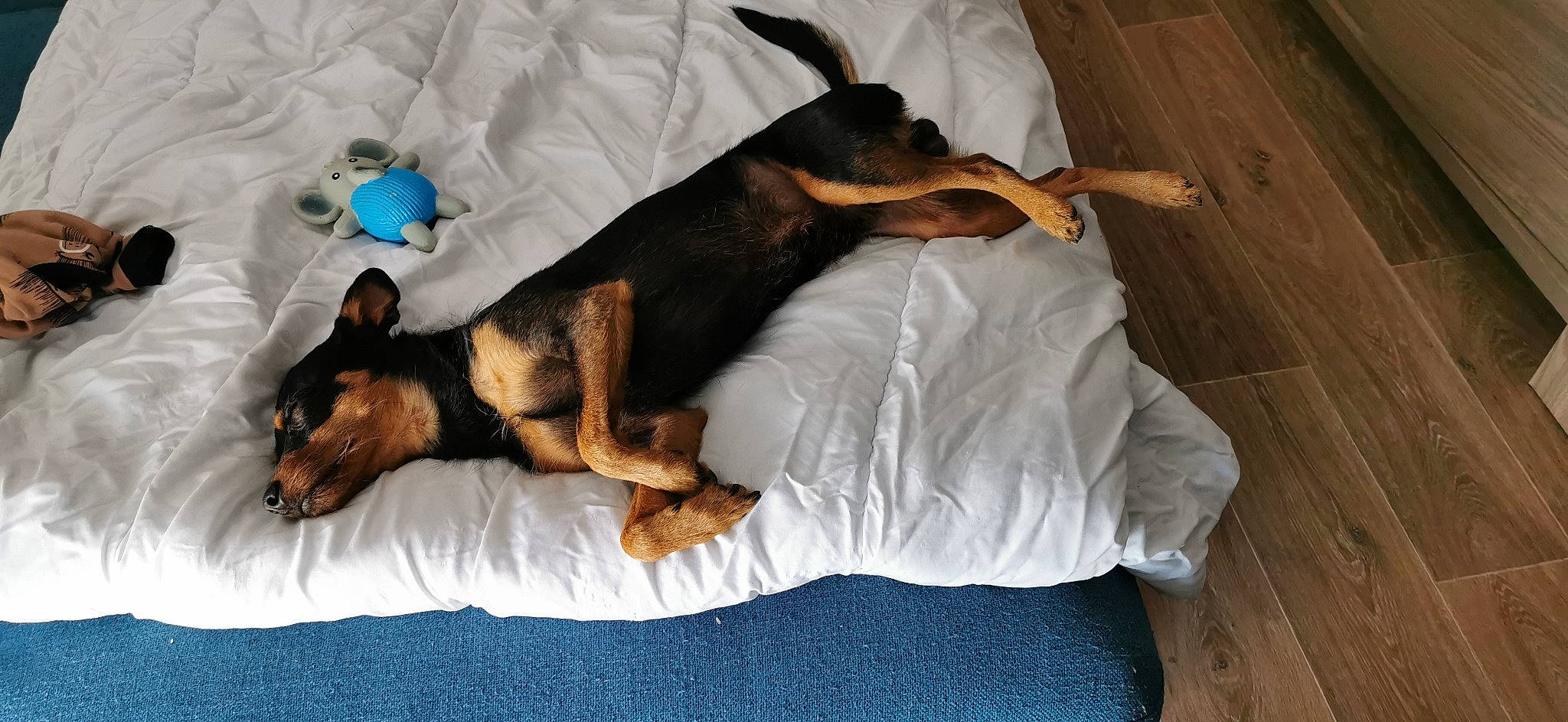 Maïko a rejoint le concours — aidez-le/la à gagner de superbes lots ! bed, canidae, carnivore, comfort, companion_dog, couch, dog, dog_breed, dog_supply, ear, fawn, fur, hound, nap, paw, pinscher, snout, sporting_group, toy_dog, working_animal