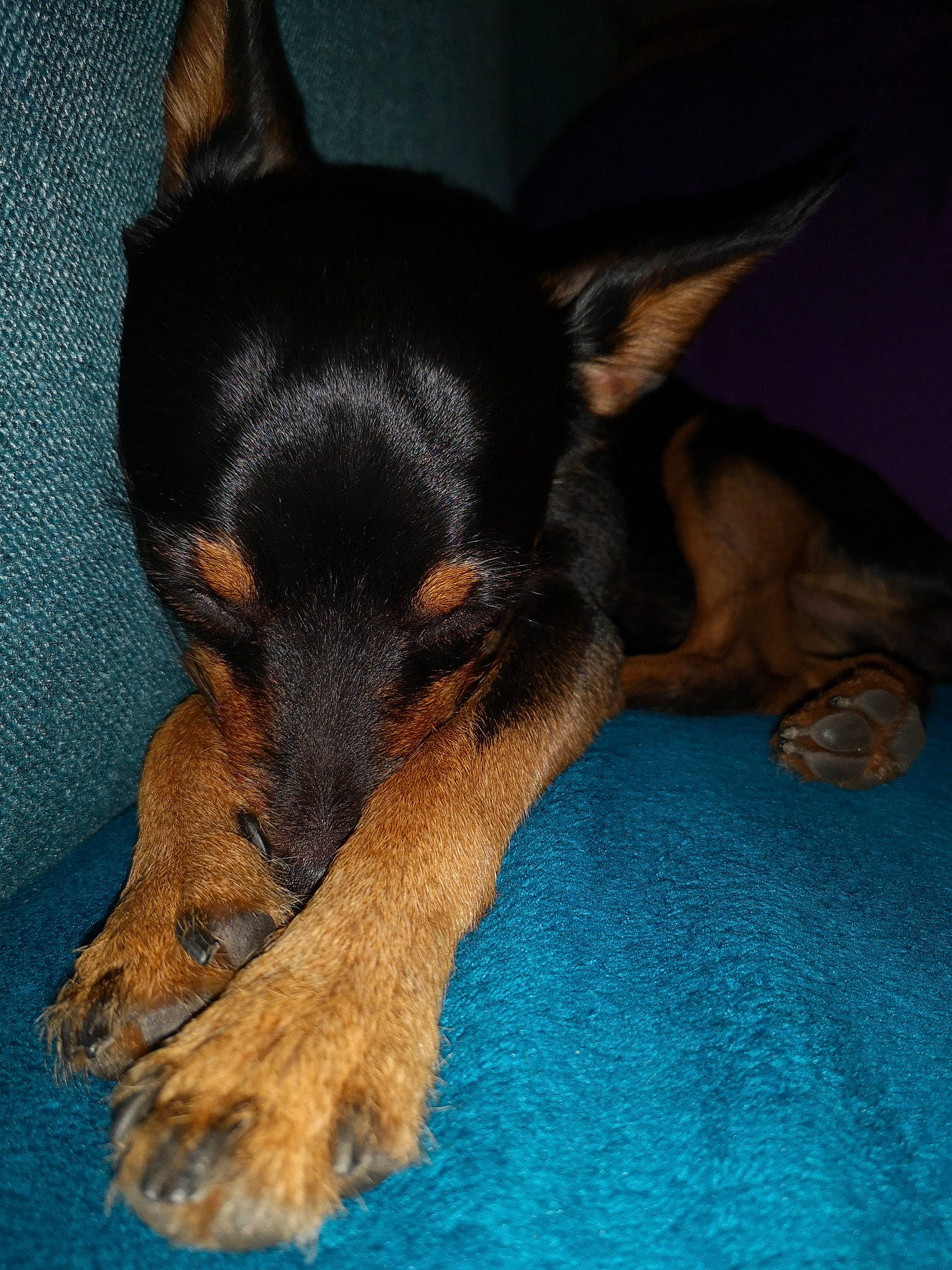 Maïko participe au concours pour gagner de l'argent avec cette photo : black_and_tan_terrier, canidae, carnivore, dobermann, dog, dog_breed, english_toy_terrier, german_pinscher, guard_dog, mammal, manchester_terrier, miniature_pinscher, pinscher, prazsky_krysarik, puppy, russkiy_toy, snout, toy_dog, toy_manchester_terrier, vertebrate