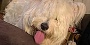 Noah is registered to the contest to win money with this photo: dog, white, fluffy, tongue_out, indoor, cushion, pet, shaggy, nose, cozy, toy, home, animal, cute, playful, furniture, domestic, tongue, fur, relaxed