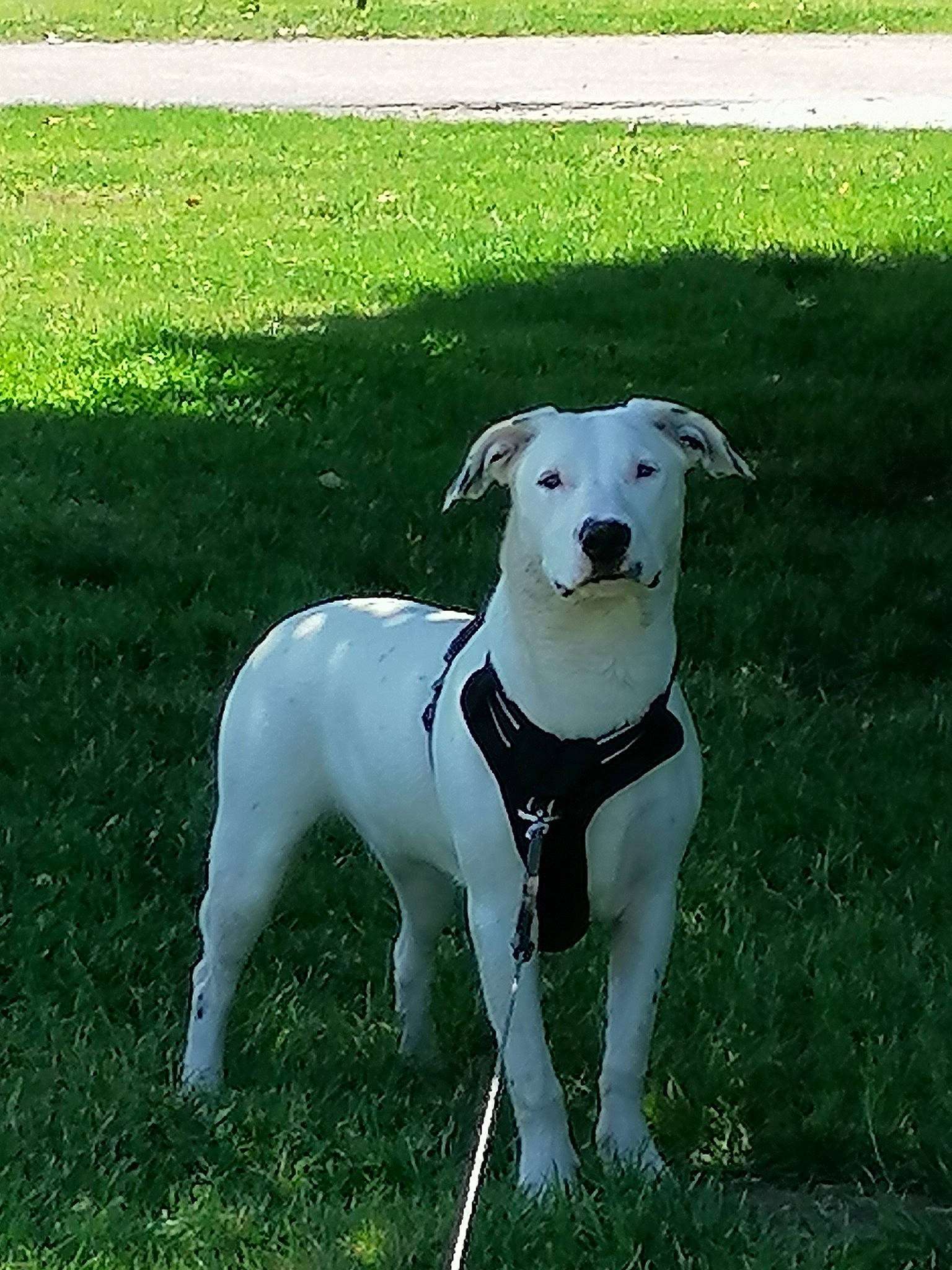 Pako a rejoint le concours — aidez-le/la à gagner de superbes lots ! canidae, carnivore, collar, companion_dog, dog, dog_breed, dog_collar, dog_supply, dogo_guatemalteco, fashion_accessory, fawn, grass, hunting_dog, non_sporting_group, pet_supply, plant, sporting_group, tail, terrestrial_animal, working_animal