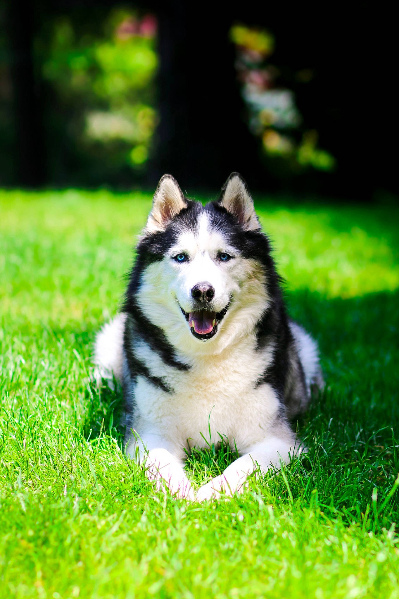 Howee is registered to the contest to win money with this photo: alaskan_klee_kai, alaskan_malamute, canadian_eskimo_dog, canidae, carnivore, dog, dog_breed, grass, mammal, native_american_indian_dog, northern_inuit_dog, person, rare_breed_dog, saarloos_wolfdog, sakhalin_husky, siberian_husky, sled_dog, tamaskan_dog, vertebrate, west_siberian_laika