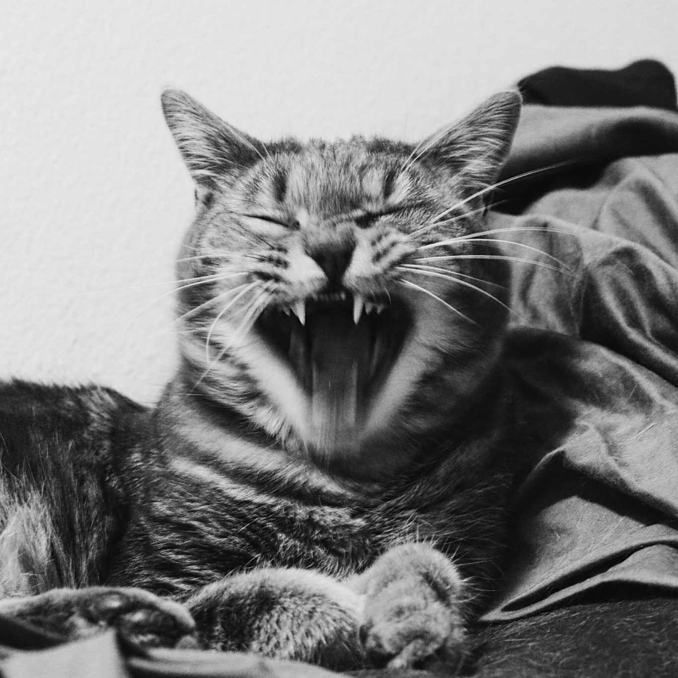 Timmy joined the competition — help win amazing prizes! asian, black_and_white, carnivore, cat, domestic_short_haired_cat, dragon_li, european_shorthair, facial_expression, felidae, fur, monochrome, monochrome_photography, nap, pixie_bob, sleep, small_to_medium_sized_cats, tabby_cat, whiskers, wild_cat, yawn