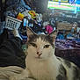 cat, animal, pet, indoor, person, television, sports, baseball, clutter, laundry, basket, blanket, furniture, room, relaxing, sitting, white_and_gray_cat, casual, human, home