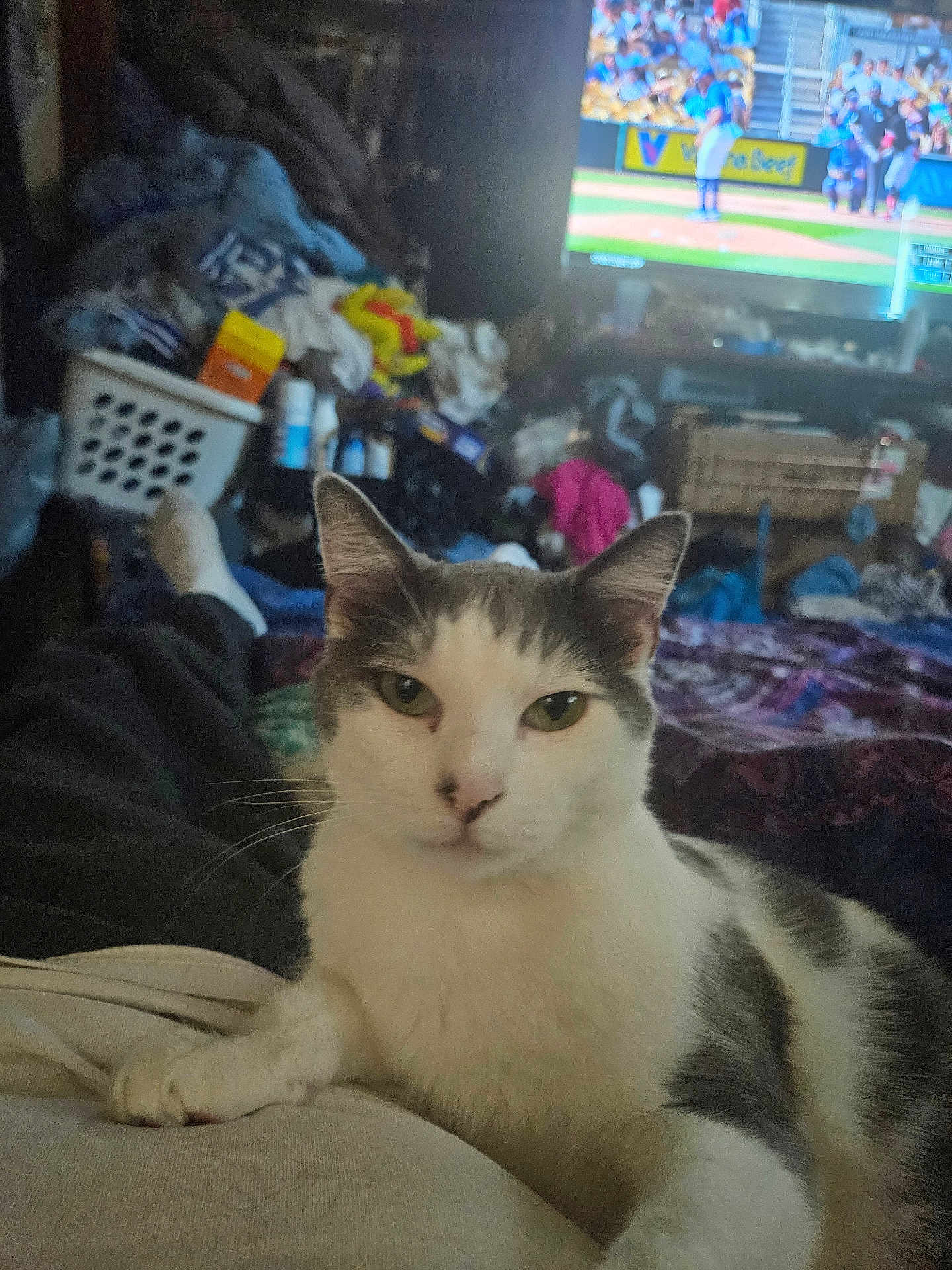 Spotty joined the competition — help win amazing prizes! cat, animal, pet, indoor, person, television, sports, baseball, clutter, laundry, basket, blanket, furniture, room, relaxing, sitting, white_and_gray_cat, casual, human, home