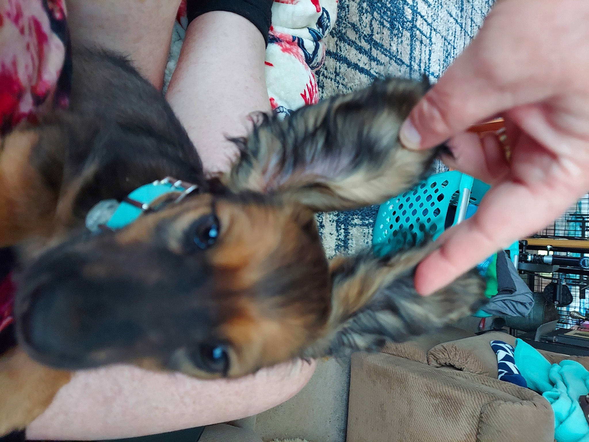 Jax is registered to the contest to win money with this photo: blue, carnivore, collar, companion_dog, dog, dog_breed, dog_collar, electric_blue, fashion_accessory, fawn, felidae, finger, fur, german_shepherd_dog, gesture, human_leg, nail, small_to_medium_sized_cats, whiskers, wrist