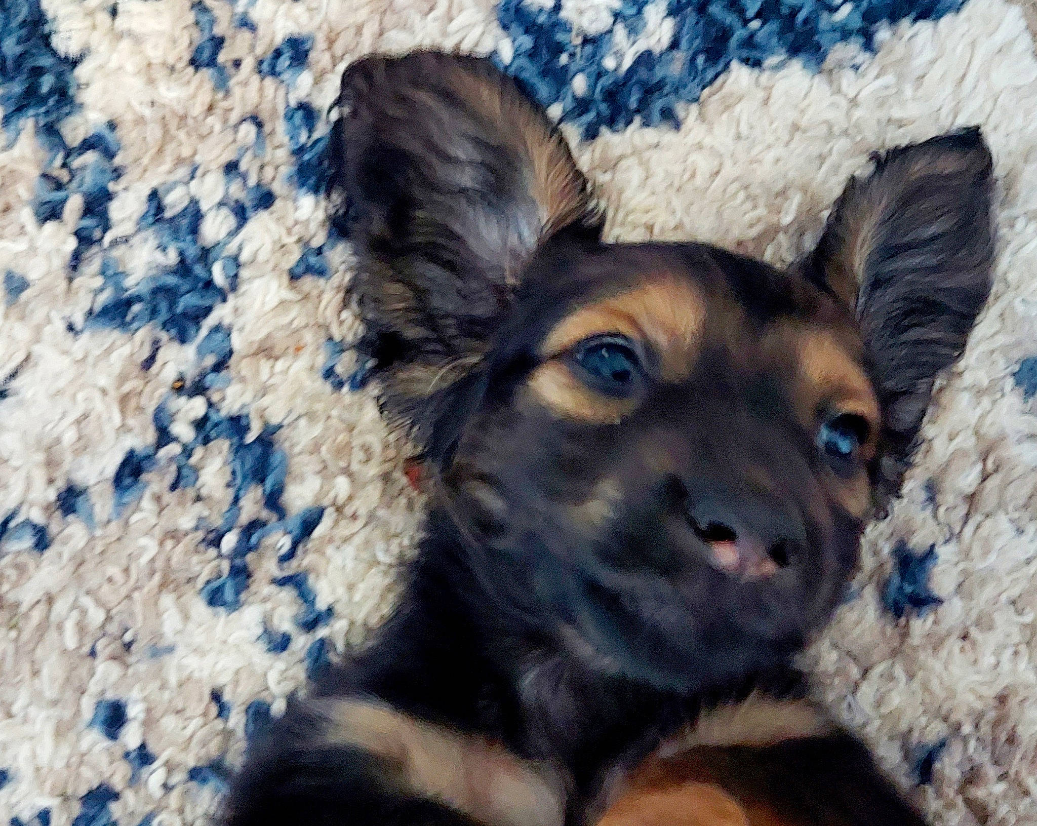 Jax joined the competition — help win amazing prizes! ancient_dog_breeds, canidae, carnivore, companion_dog, dog, dog_breed, dog_supply, electric_blue, fawn, fur, liver, puppy, snout, snow, sporting_group, terrestrial_animal, toy_dog, whiskers, working_animal, working_dog