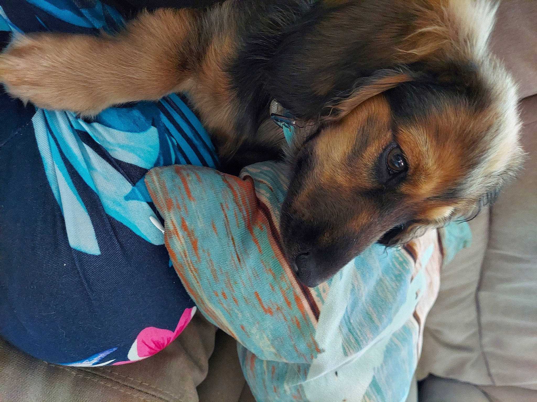 Jax joined the competition — help win amazing prizes! canidae, carnivore, comfort, companion_dog, dog, dog_breed, ear, fawn, fur, liver, nap, paw, puppy, sleep, snout, sporting_group, terrestrial_animal, whiskers, working_animal, working_dog