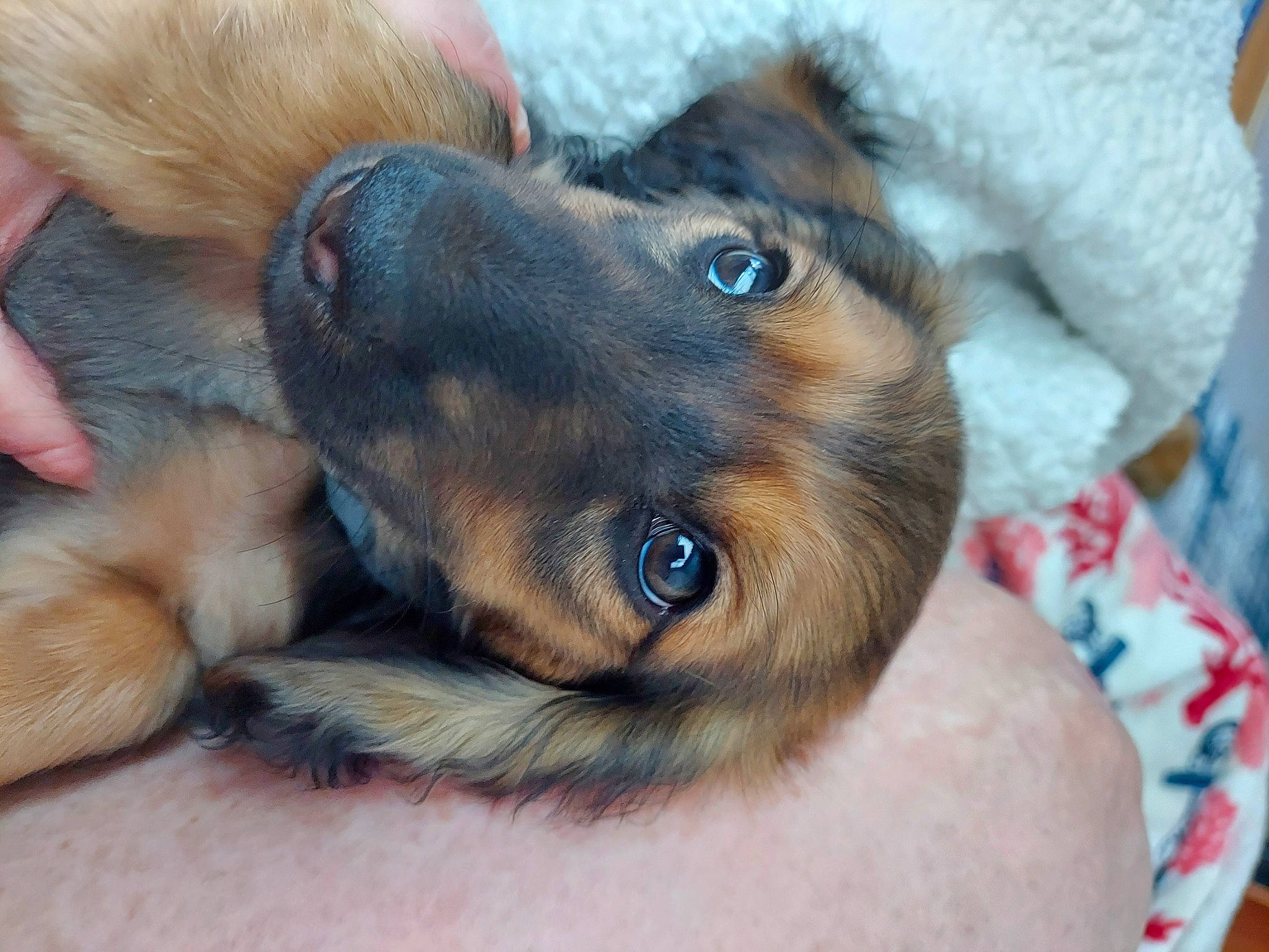 Jax joined the competition — help win amazing prizes! canidae, carnivore, claw, comfort, companion_dog, dog, dog_breed, ear, fawn, fur, guard_dog, liver, paw, puppy, snout, sporting_group, terrestrial_animal, whiskers, working_animal, working_dog