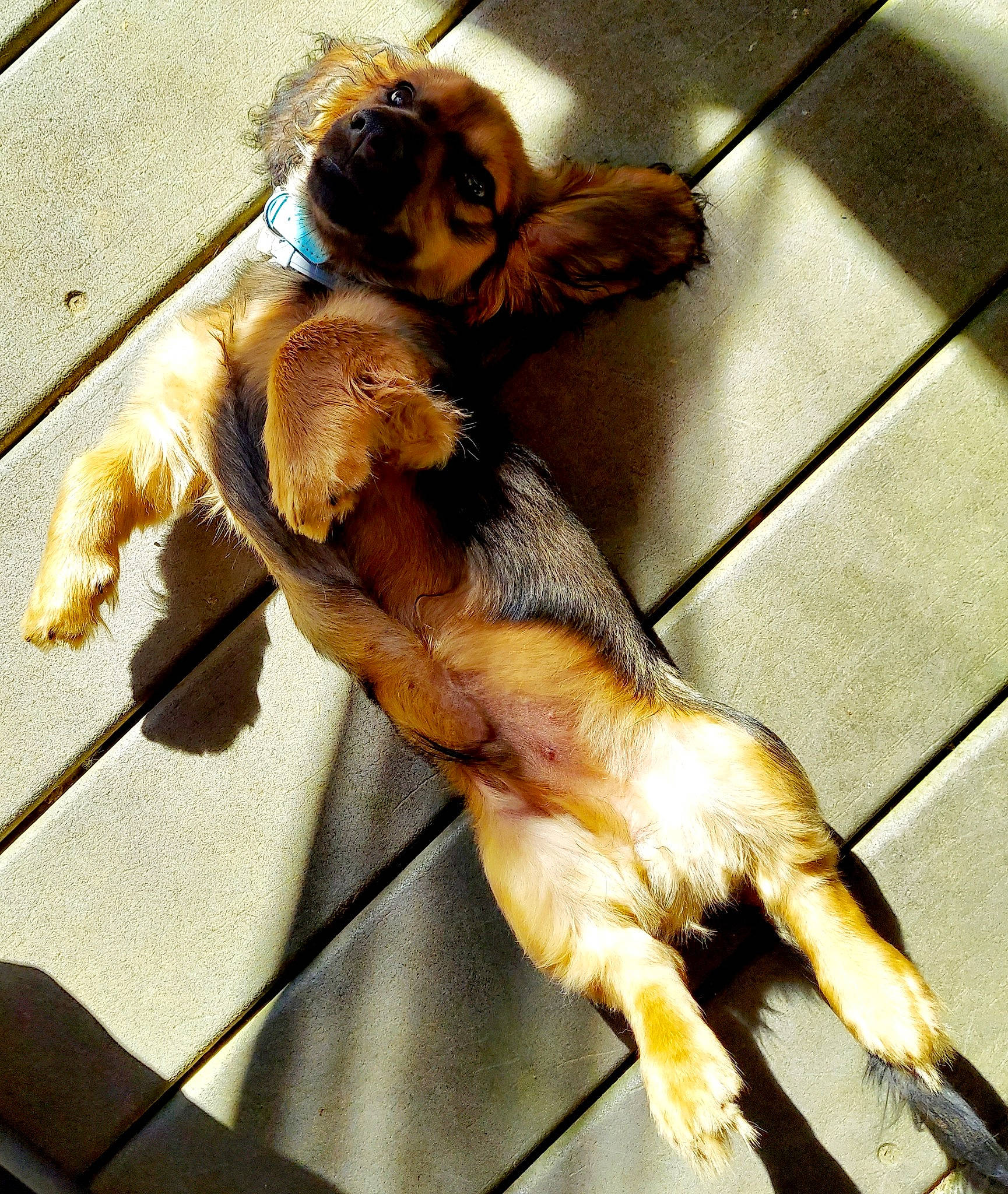 Jax joined the competition — help win amazing prizes! canidae, carnivore, claw, companion_dog, dog_breed, fawn, felidae, fur, human_leg, liver, metal, paw, small_to_medium_sized_cats, snout, tail, terrestrial_animal, whiskers, wildlife, wing, wood