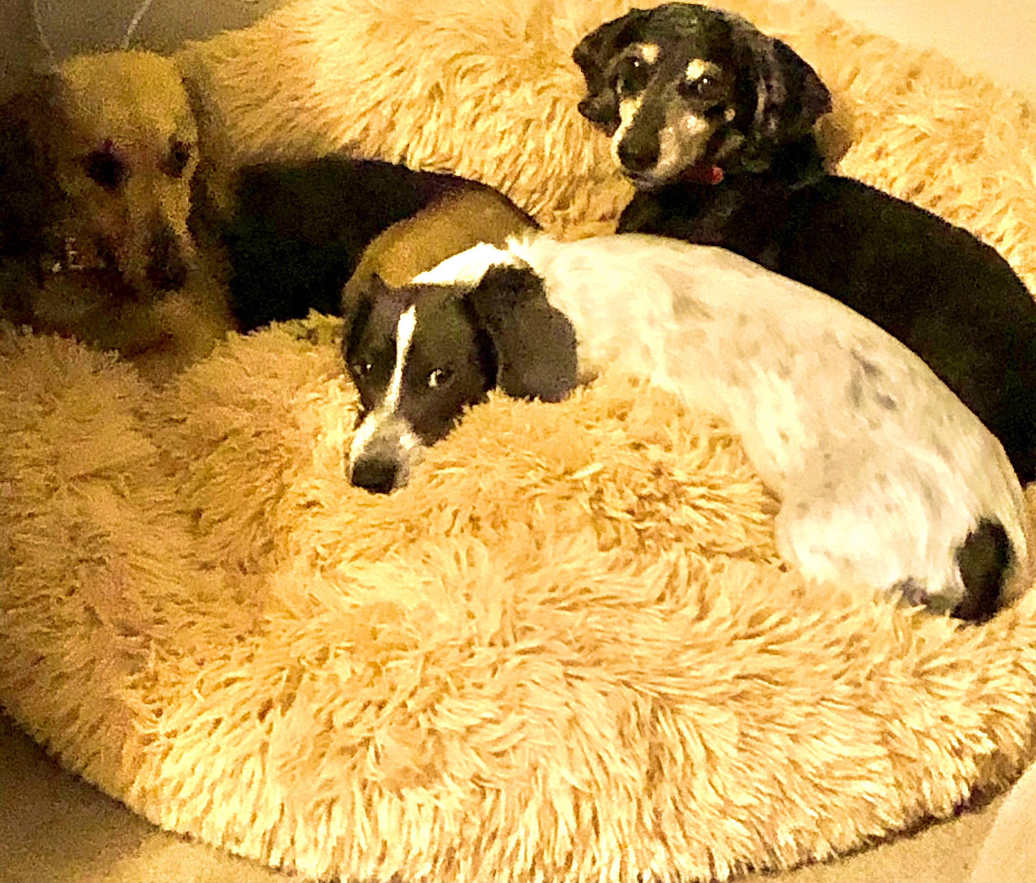 Ember is registered to the contest to win money with this photo: art, canidae, carnivore, comfort, companion_dog, dog, dog_breed, fur, hunting_dog, linens, mammal, non_sporting_group, painting, rug, snout, sporting_group, terrestrial_animal, vertebrate, working_animal