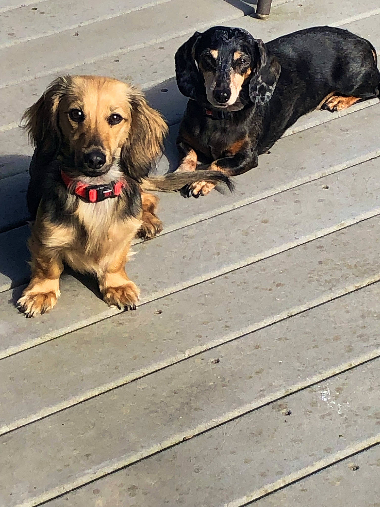 Ember is registered to the contest to win money with this photo: canidae, carnivore, collar, companion_dog, dog, dog_breed, dog_collar, dog_supply, fur, hound, hunting_dog, leash, liver, pet_supply, snout, sporting_group, vertebrate, wood, working_animal, working_dog