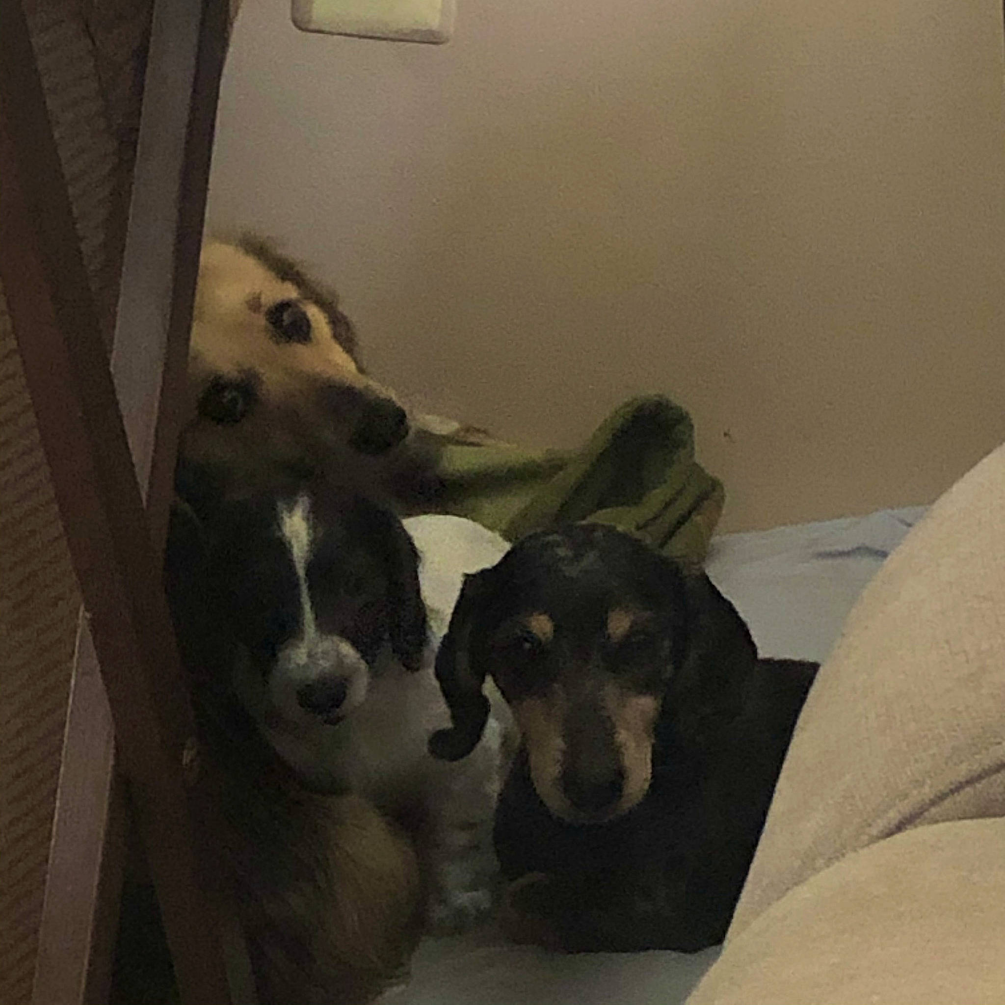 Ember is registered to the contest to win money with this photo: borzoi, carnivore, comfort, companion_dog, dobermann, dog, dog_breed, flooring, fur, guard_dog, non_sporting_group, room, sighthound, sporting_group, working_animal