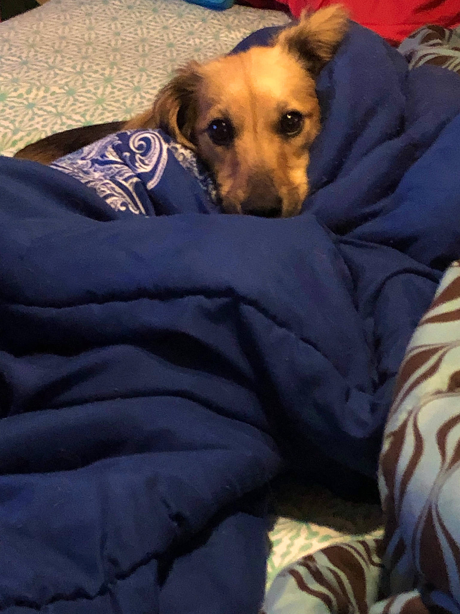 Fawn is registered to the contest to win money with this photo: blanket, canidae, carnivore, comfort, companion_dog, dog, dog_breed, dog_supply, fawn, fur, linens, nap, paw, puppy, sporting_group, working_dog