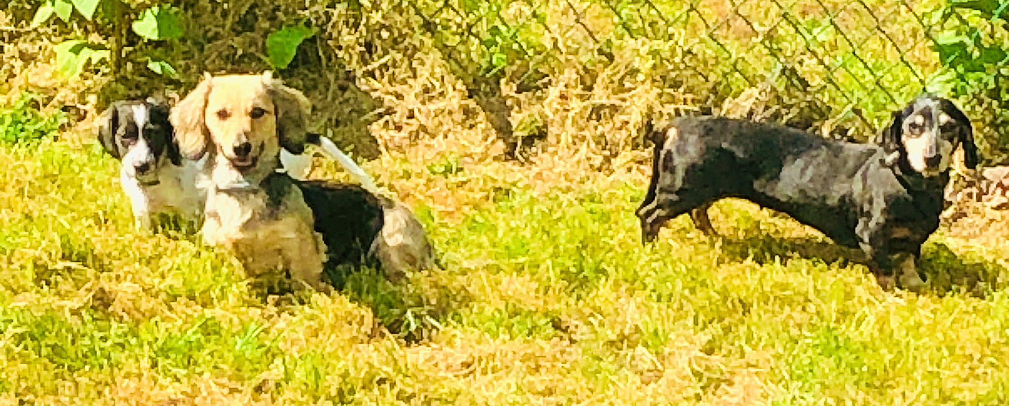 Fawn is registered to the contest to win money with this photo: ball, canidae, companion_dog, crow, crow_like_bird, dog, dog_breed, dog_supply, grass, grassland, gun_dog, natural_landscape, pasture, plant, raven, retriever, sporting_group, tail, terrestrial_animal, working_animal