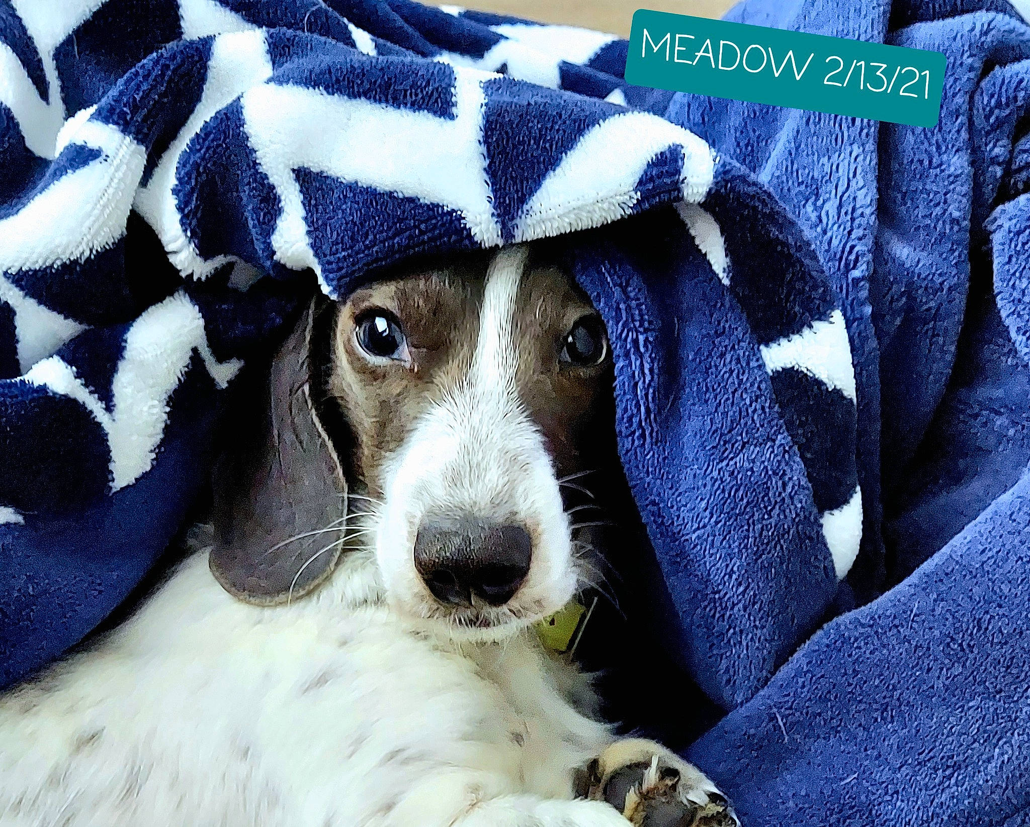Meadow joined the competition — help win amazing prizes! canidae, cap, carnivore, collar, companion_dog, costume_hat, dog, dog_breed, dog_clothes, dog_supply, electric_blue, fashion_accessory, fur, hat, pattern, plush, snout, sporting_group, whiskers, working_animal