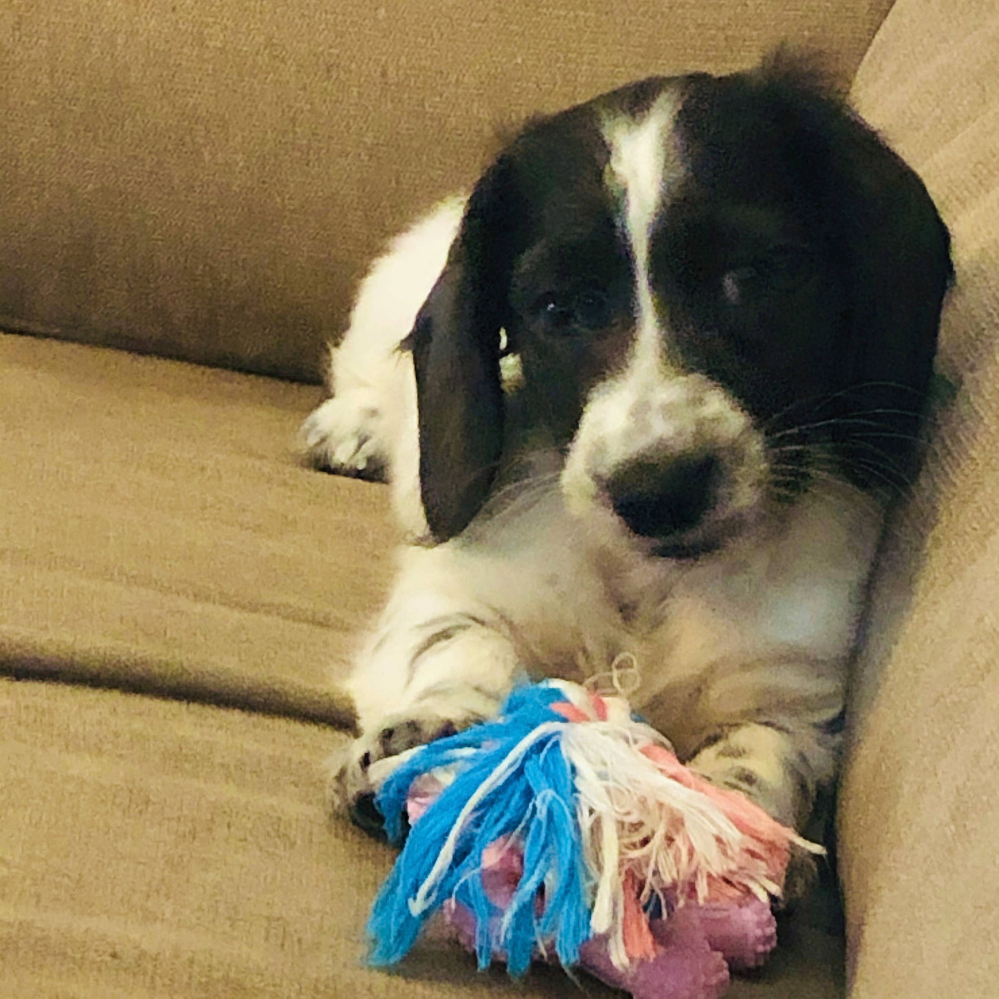 Meadow joined the competition — help win amazing prizes! bored, canidae, carnivore, comfort, companion_dog, dog, dog_breed, dog_supply, flooring, fur, hardwood, paw, snout, sporting_group, square, terrestrial_animal, toy, toy_dog, whiskers, working_animal