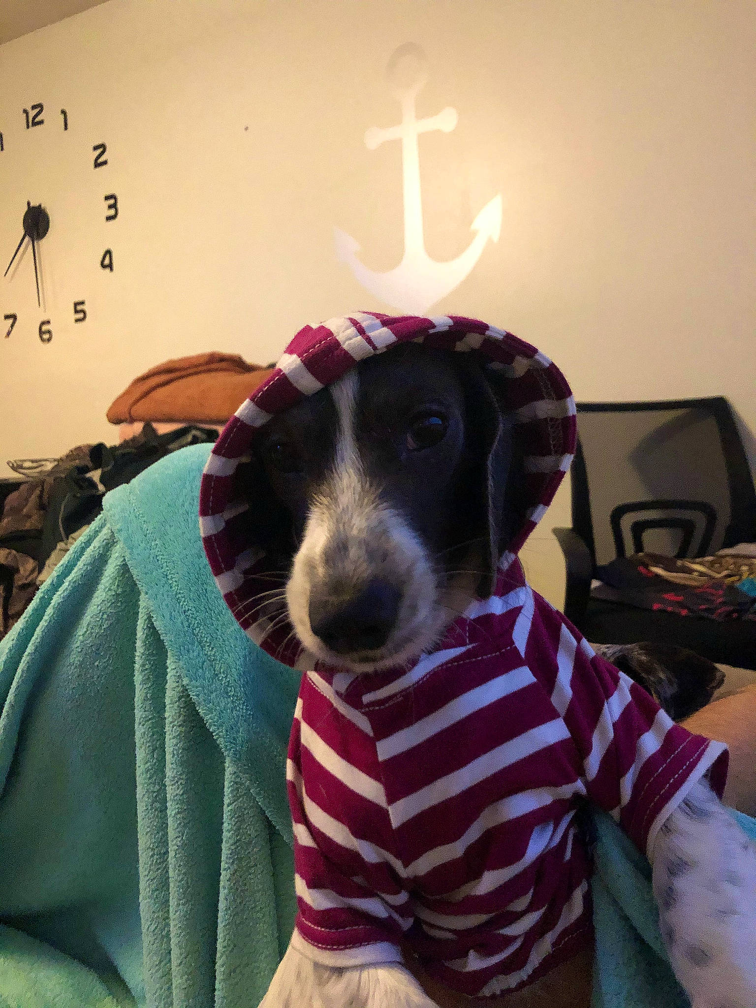 Meadow is registered to the contest to win money with this photo: cap, carnivore, clock, comfort, companion_dog, dog, dog_breed, dog_clothes, dog_supply, ear, eyewear, fur, linens, pattern, selfie, sleeve, snout, sporting_group, t_shirt, working_animal