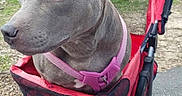 Mia Grace joined the competition — help win amazing prizes! animal, background, canine, car, daytime, dog, leisure, outdoor, parking_lot, pavement, pet, pink_harness, quiet, red_color, resting, side_view, sign, stroller, suburban, urban