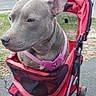 Mia Grace joined the competition — help win amazing prizes! dog, stroller, pink_harness, outdoor, parking_lot, car, sign, side_view, pet, leisure, urban, red_color, canine, animal, pavement, daytime, background, resting, quiet, suburban