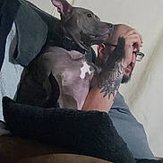 Mia Grace joined the competition — help win amazing prizes! dog, man, glasses, tattoo, couch, pillow, indoor, relaxed, pet, seated, brown, grey, wall, casual, side_view, comfort, home, furniture, person, animal