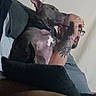 dog, man, glasses, tattoo, couch, pillow, indoor, relaxed, pet, seated, brown, grey, wall, casual, side_view, comfort, home, furniture, person, animal