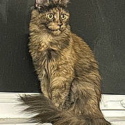 Autumn is registered to the contest to win money with this photo: alert, animal, brown_fur, cat, dark_background, ears, eyes, fluffy, fur, indoor, long_hair, majestic, pet, portrait, sitting, tabby, tail, whiskers, windowsill, yellow_eyes