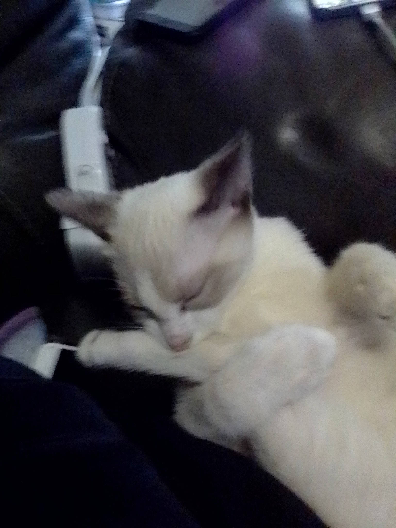 Mr Man Man is registered to the contest to win money with this photo: carnivore, cat, cloud, comfort, domestic_short_haired_cat, felidae, fur, metal, paw, sky, small_to_medium_sized_cats, snout, square, tail, terrestrial_animal, whiskers