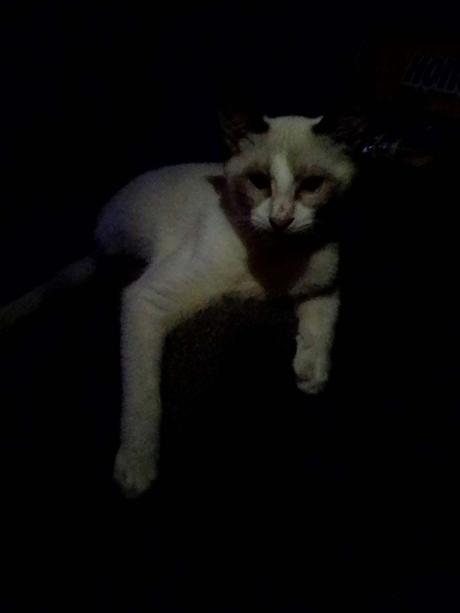 Mr Man Man is registered to the contest to win money with this photo: carnivore, cat, cloud, comfort, darkness, domestic_short_haired_cat, felidae, fur, metal, meteorological_phenomenon, paw, sky, small_to_medium_sized_cats, snout, square, tail, terrestrial_animal, whiskers