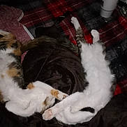 Sissydissy N Gizmo is registered to the contest to win money with this photo: animal, blanket, cat, cats, cozy, cute, domestic, feline, fur, indoor, paws, pet, plaid, relaxing, resting, sleeping, soft, stretching, two_cats, whiskers