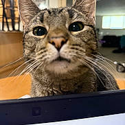 Kylie joined the competition — help win amazing prizes! cat, tabby, close_up, indoor, curious, whiskers, ears, face, pet, animal, feline, blurred_background, window, furniture, domestic, cute, fur, nose, eyes, home