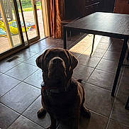 Mack is registered to the contest to win money with this photo: dog, labrador, chocolate_labrador, pet, indoor, kitchen, tile_floor, table, chair, window, sliding_door, curtain, sunlight, shadow, collar, home, animal, domestic_animal, floor, furniture