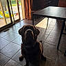 animal, chair, chocolate_labrador, collar, curtain, dog, domestic_animal, floor, furniture, home, indoor, kitchen, labrador, pet, shadow, sliding_door, sunlight, table, tile_floor, window
