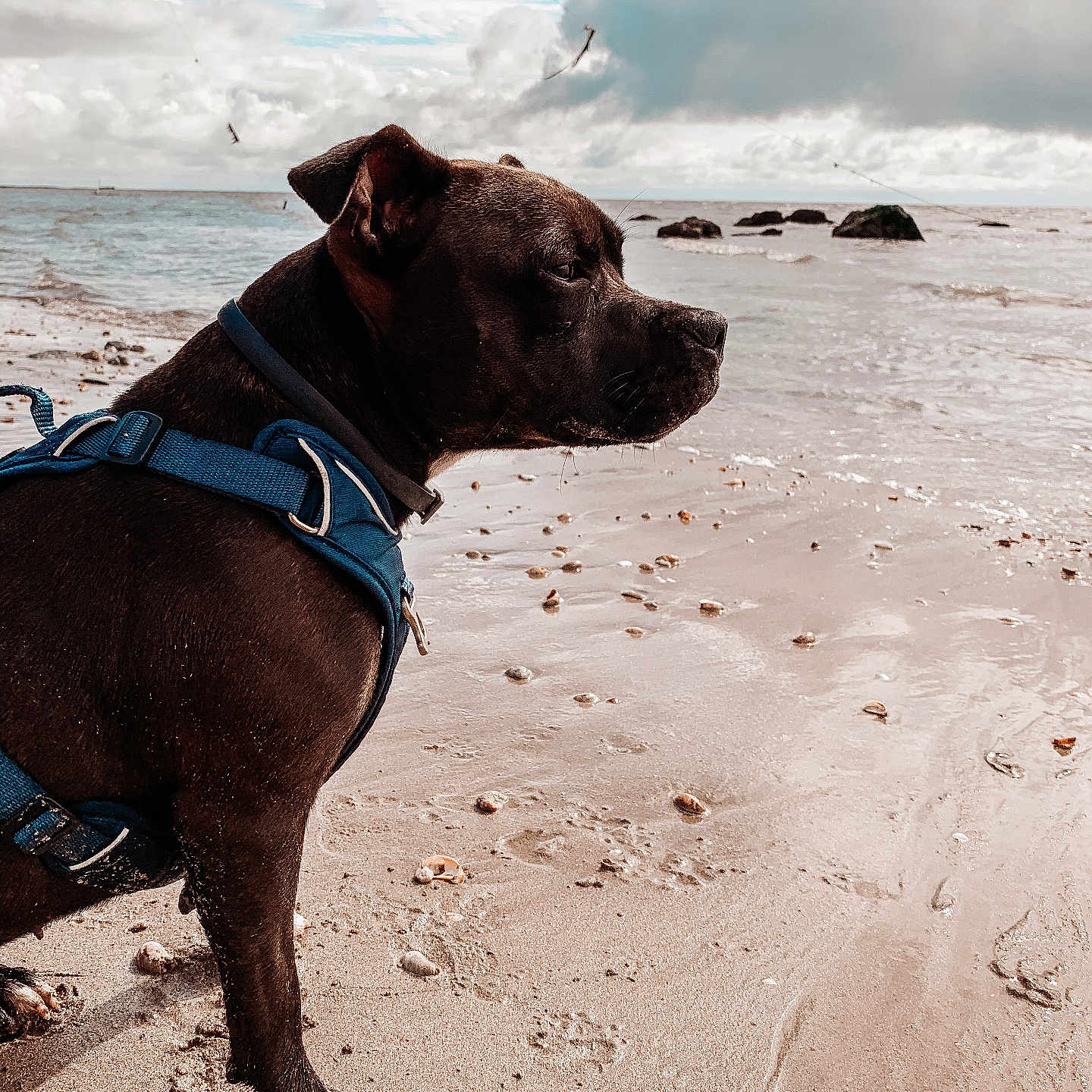 Paluka a rejoint le concours — aidez-le/la à gagner de superbes lots ! accessories, animal, beach, bulldog, canine, coast, dog, harness, labradorretriever, nature, outdoors, pet, pitbull, pointer, sea, shoreline, sky, strap, summer, water