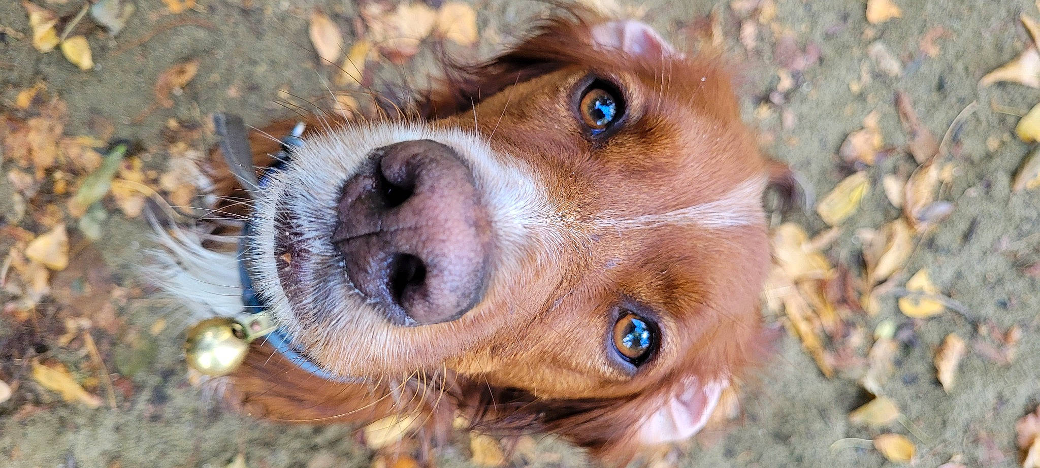 Roxie a rejoint le concours — aidez-le/la à gagner de superbes lots ! canidae, carnivore, close_up, companion_dog, dog, dog_breed, eyelash, fawn, fur, hunting_dog, liver, plant, snout, sporting_group, terrestrial_animal, whiskers, wildlife, wood, working_animal